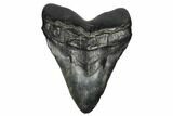 Fossil Megalodon Tooth - Massive Meg Tooth! #178754-1